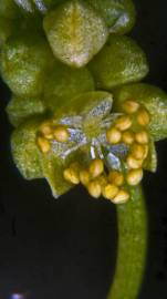 Fotografia da espécie Chenopodium bonus-henricus