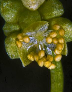 Fotografia 6 da espécie Chenopodium bonus-henricus no Jardim Botânico UTAD
