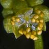 Fotografia 6 da espécie Chenopodium bonus-henricus do Jardim Botânico UTAD