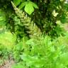 Fotografia 7 da espécie Chenopodium bonus-henricus do Jardim Botânico UTAD