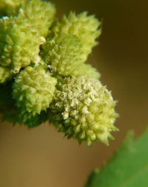 Fotografia 6 da espécie Xanthium strumarium no Jardim Botânico UTAD