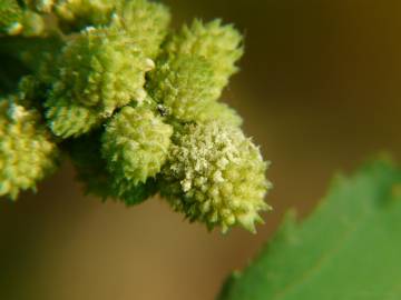 Fotografia da espécie Xanthium strumarium