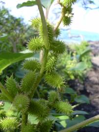 Fotografia da espécie Xanthium strumarium