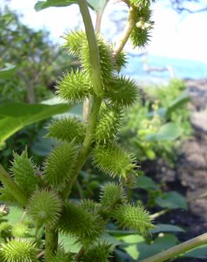 Fotografia 7 da espécie Xanthium strumarium no Jardim Botânico UTAD