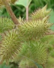 Fotografia da espécie Xanthium strumarium