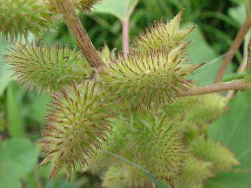 Fotografia da espécie Xanthium strumarium