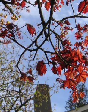 Fotografia 6 da espécie Acer platanoides no Jardim Botânico UTAD