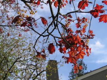 Fotografia da espécie Acer platanoides