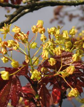 Fotografia 7 da espécie Acer platanoides no Jardim Botânico UTAD