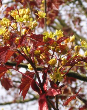 Fotografia 8 da espécie Acer platanoides no Jardim Botânico UTAD