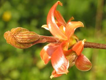 Fotografia da espécie Acer platanoides