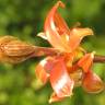 Fotografia 9 da espécie Acer platanoides do Jardim Botânico UTAD