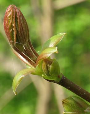 Fotografia 10 da espécie Acer platanoides no Jardim Botânico UTAD