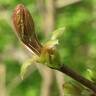 Fotografia 10 da espécie Acer platanoides do Jardim Botânico UTAD