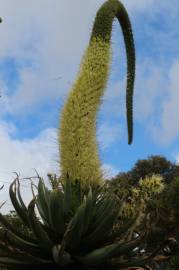 Fotografia da espécie Agave attenuata