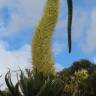 Fotografia 9 da espécie Agave attenuata do Jardim Botânico UTAD