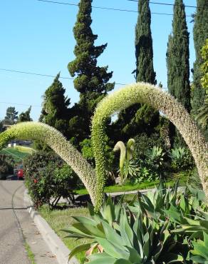 Fotografia 1 da espécie Agave attenuata no Jardim Botânico UTAD