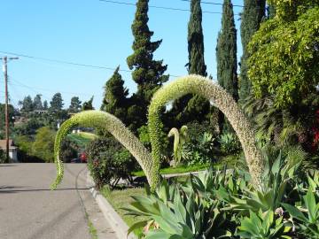 Fotografia da espécie Agave attenuata