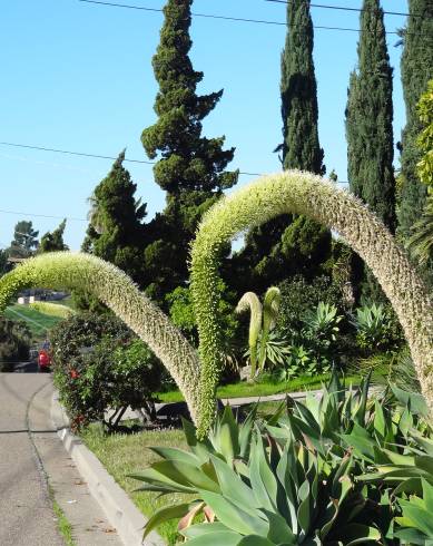 Fotografia de capa Agave attenuata - do Jardim Botânico