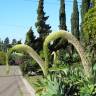 Fotografia 1 da espécie Agave attenuata do Jardim Botânico UTAD