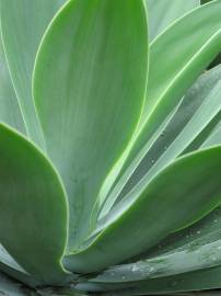 Fotografia da espécie Agave attenuata