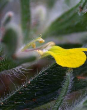 Fotografia 5 da espécie Ajuga chamaepitys no Jardim Botânico UTAD