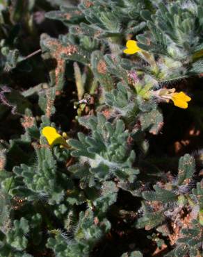 Fotografia 6 da espécie Ajuga chamaepitys no Jardim Botânico UTAD