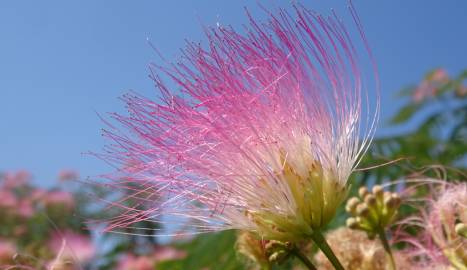 Fotografia da espécie Albizia julibrissin