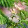 Fotografia 8 da espécie Albizia julibrissin do Jardim Botânico UTAD