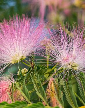 Fotografia 1 da espécie Albizia julibrissin no Jardim Botânico UTAD