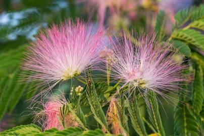 Fotografia da espécie Albizia julibrissin