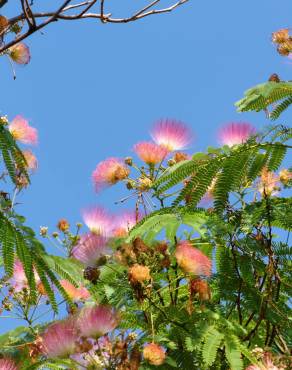 Fotografia 10 da espécie Albizia julibrissin no Jardim Botânico UTAD