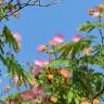 Fotografia 10 da espécie Albizia julibrissin do Jardim Botânico UTAD