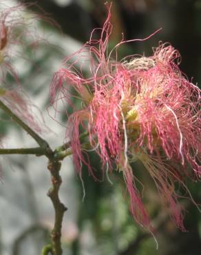 Fotografia 11 da espécie Albizia julibrissin no Jardim Botânico UTAD