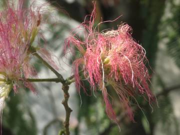 Fotografia da espécie Albizia julibrissin