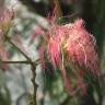 Fotografia 11 da espécie Albizia julibrissin do Jardim Botânico UTAD