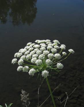 Fotografia 1 da espécie Ammi majus no Jardim Botânico UTAD