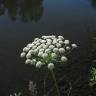 Fotografia 1 da espécie Ammi majus do Jardim Botânico UTAD