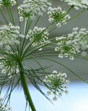 Fotografia 7 da espécie Ammi majus no Jardim Botânico UTAD