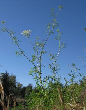 Fotografia 8 da espécie Ammi majus no Jardim Botânico UTAD