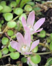 Fotografia da espécie Anagallis tenella