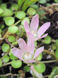 Fotografia da espécie Anagallis tenella