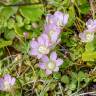 Fotografia 8 da espécie Anagallis tenella do Jardim Botânico UTAD