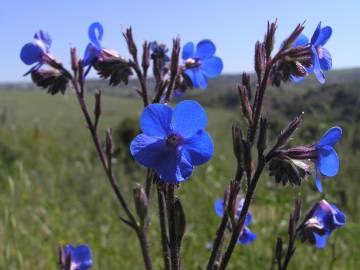 Fotografia da espécie Anchusa azurea