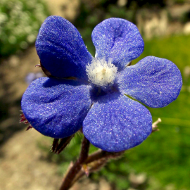 Fotografia da espécie Anchusa azurea