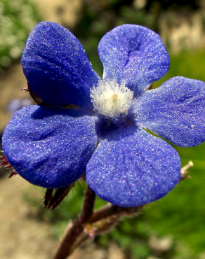 Fotografia 11 da espécie Anchusa azurea no Jardim Botânico UTAD