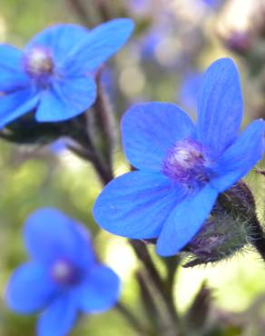 Fotografia 12 da espécie Anchusa azurea no Jardim Botânico UTAD