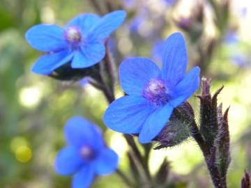 Fotografia da espécie Anchusa azurea