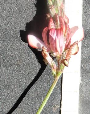 Fotografia 5 da espécie Onobrychis humilis no Jardim Botânico UTAD