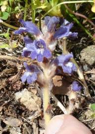 Fotografia da espécie Orobanche ramosa subesp. ramosa